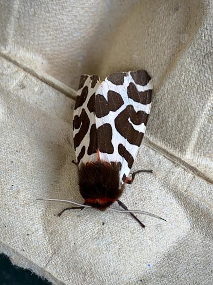 Garden Tiger moth