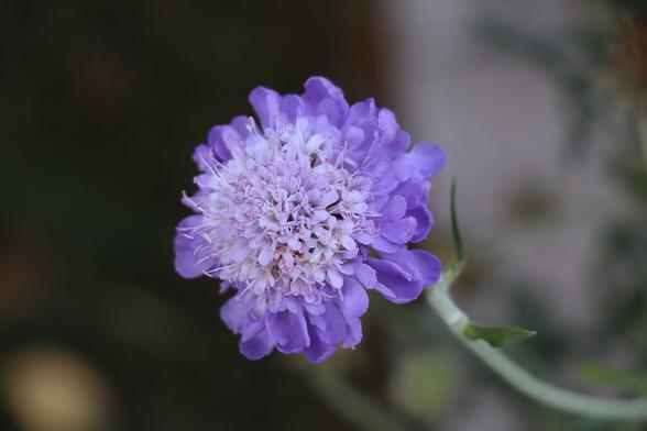 Lila-blaue Blüte einer Wiesenblume.
Matze-work