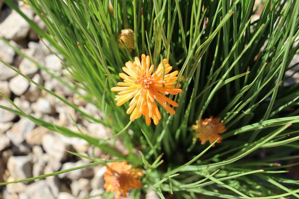 Orange poccoblüten mit Begleitgrün. Links leicht unscharf Steine.
Matze-work
