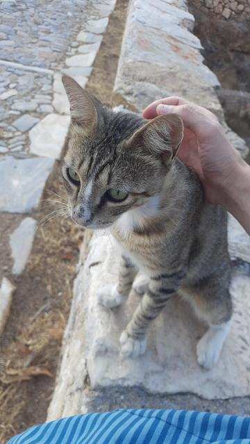 The guardian cat of Ano Syros