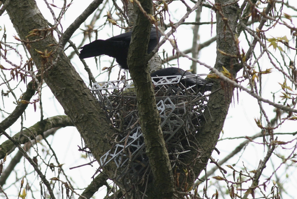 Carrion crows on their nest, partly made of anti-bird spikes, in a poplar tree
