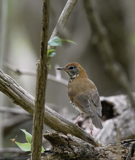 Wood Thrush seen from the rear facing slightly left standing on a dead diagonal branch close to the ground - Boldly patterned, bright rusty-brown above, black spots on its white belly, dark beak, pink legs and feet