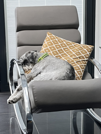 Schnauzer totally relaxed on a rocking chair