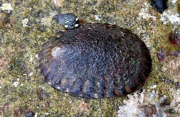 Eine Riesen-Napfschnecke am Meeresboden sitzen von oben fotografiert.