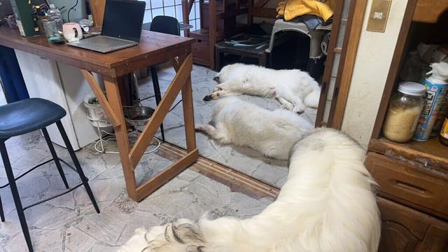 【突然ですがこんチャームです😊】暑い中どうお過ごしでしょうか？【Great Pyrenees】