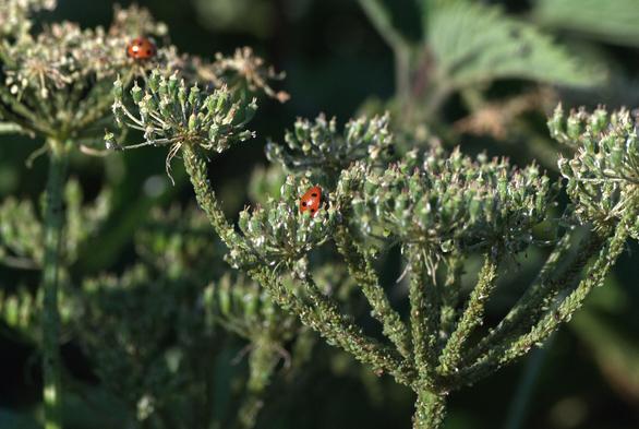 A colour digital macro photograph of a ladybird exploring the foliage.