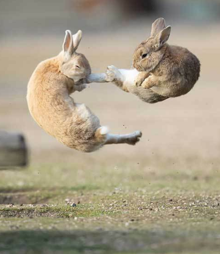 Two bunnies fighting