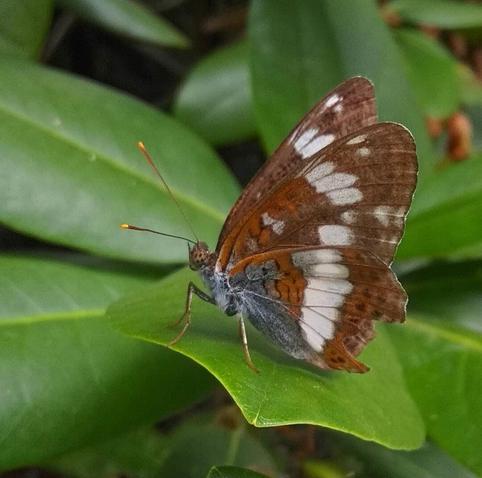 Een kleine ijsvogelvlinder zonnend op een blad, de vlinder is voornamelijk bruinoranje met een witte rij vlekken, het lijfje is grijzig van kleur.