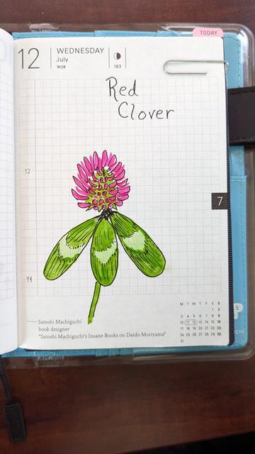 A watercolor and ink drawing of red clover which is actually pink