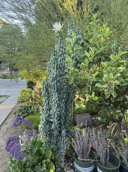 Cereus Peruvianus Monstrose cactus in center with a large white flower at the top, near top center. Corner of a concrete driveway on left. Lemon tree on right.