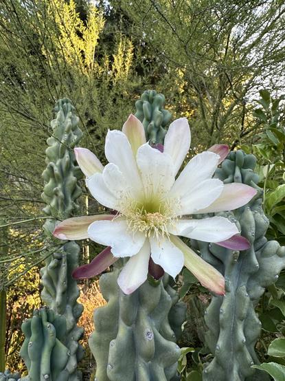 Cereus Peruvianus Monstrose cactus with a large mostly white flower