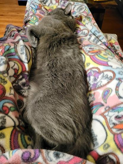 POV: Looking down at lap, covered with a blanket, legs extended on a recliner. A gray domestic cat sleeps between the extended legs, atop the blanket.