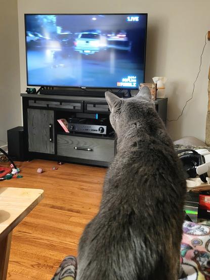 The gray cat is now awake and alert, standing on the blanket, paying close attention to the TV screen.
