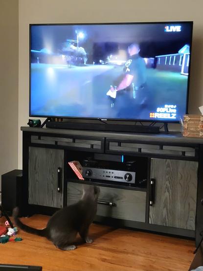 The gray cat has approached the  entertainment center, looking up at the TV screen, where a police officer shakes a bag of treats. The cat is slightly crouched, ready to jump