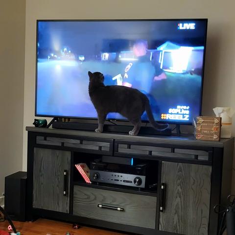 The gray cat is now standing atop the entertainment center, directly in front of the TV screen, hoping to find the mentioned treats.
