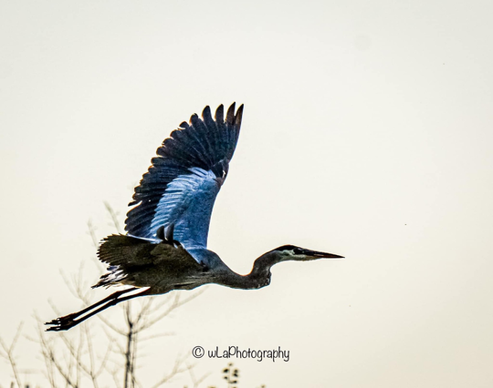 Side view of Great Blue Heron in flight w neck n legs extended