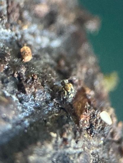 A poor quality phone photograph of a small, round-bodied springtail with yellow, orange and black patterning on it