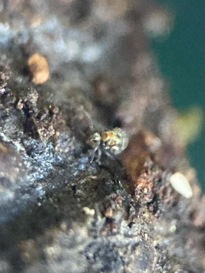 A poor quality phone photograph of a small, round-bodied springtail with yellow, orange and black patterning on it