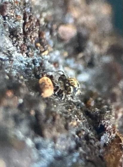 A poor quality phone photograph of a small, round-bodied springtail with yellow, orange and black patterning on it
