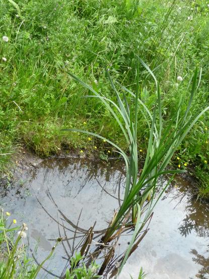 kleiner Gartenteich oder -tümpel mit Rohrkolben und wild bewachsenem Ufer