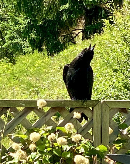 A crow with its beak open and head thrown back so it’s open beak is reaching for the sky, surrounded by green grass in the background