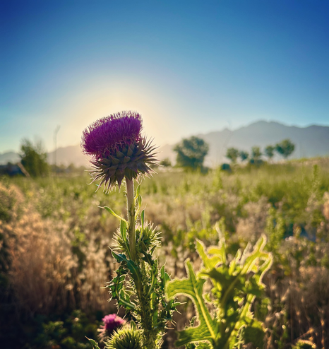 A purple thistle in a field of grass with trees and the rising sun in the background