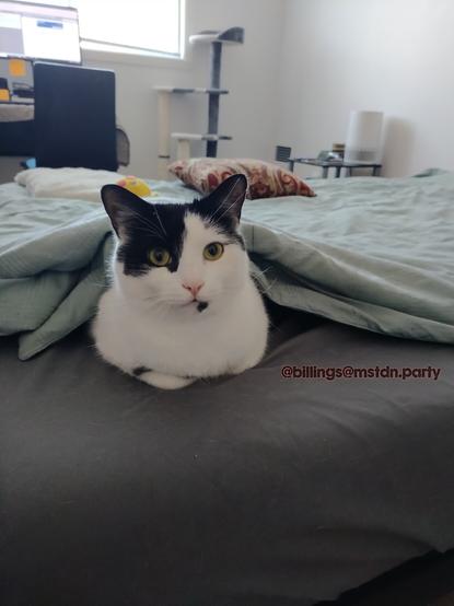 Black and white cat under bed sheets