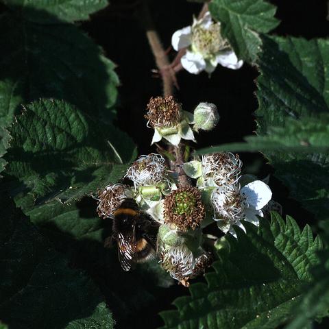 A colour digital photograph of a Bee foraging for nectar on blackberry flowers
