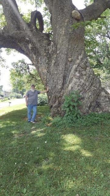 Man standing next to the trunk of an extremely large Catalpa. It is wider than he is tall.