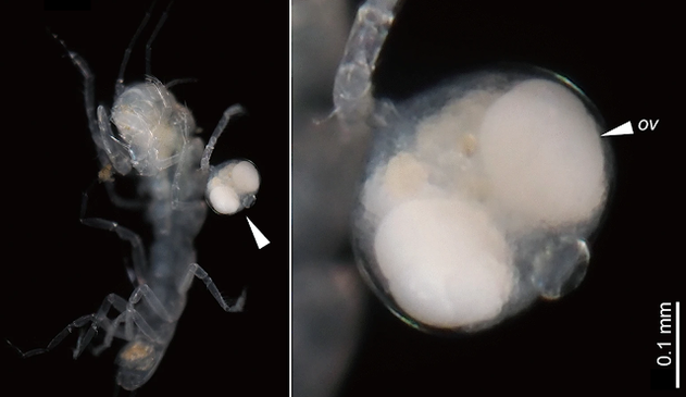Diexanthema hakuhomaruae attached to the leg of its isopod host.