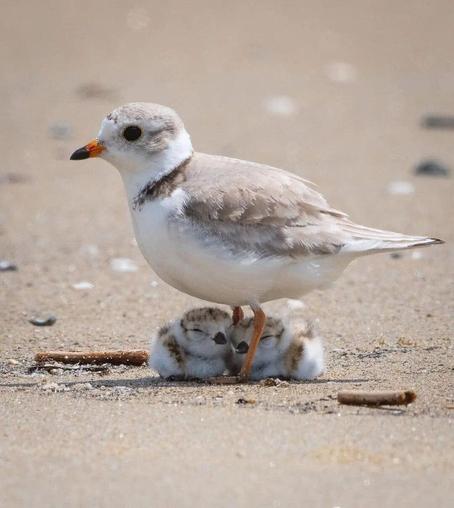 Very serious cuteness.  This is a piping plover mother, facing to the left in the sand, with her two chicks sleeping between her feet.  Her back, wings, and the top of her head are light brown, while her breast, neck, and underparts are white.  She has a darker brown "collar," orange legs, and her medium-short beak is half orange, half black.  Her chicks are mostly colored the same way, with the exception of their beaks, which have not developed the orange coloration yet.

The photographer is Karl Ramsdell.