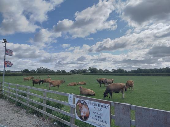 Image showing the Jersey cows in the field next to the milk dispenser.