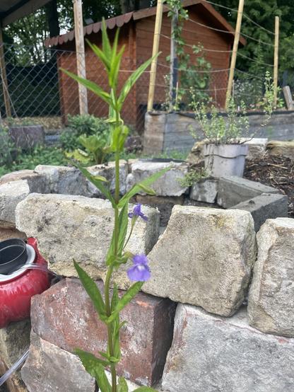 Foto der hoch wachsenden blauen Gauklerblume vor der unfertigen Trockenmauer meiner Kräuterschnecke. Zwei offene Blüten zeigen die wunderschöne violette Färbung.