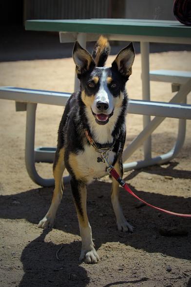 A front on shot of a tri-colour Kelpie standing to attention. He is looking directly into the camera with big pricked ears, bright eyes and an open smile. He is standing on loose dirt and part of a picnic table can be seen in the background. 

His name is Boof and the look on his face assures you that the name is appropriate. There is a twinkle in his eye that suggests he is prone to mischief, but in an endearing and playful way rather than a naughty and destructive way. 

He is missing his entire front left leg, causing him to stand in a slightly curious tripodesque configuration. However, he appears completely unfazed by the unconventional limb arrangement and it certainly doesn't appear to be slowing him down. It does make me wonder whether it was this vitality and sense of adventure that necessitated the bio-alteration in the first place. Sadly I forgot to ask on the day, but should I manage to catch him again I'll be sure to query his backstory.