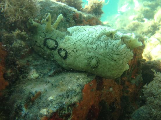 sea snail on a rock underwater