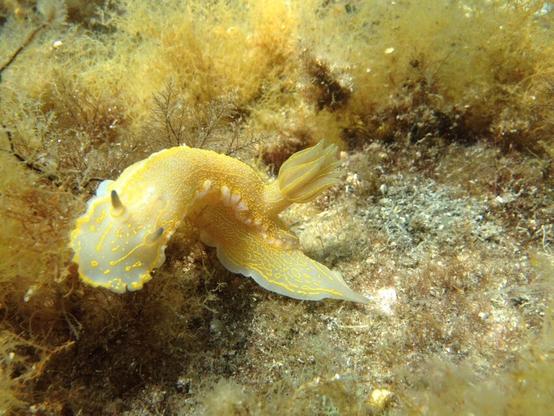 yellow nudibranch on the seabed