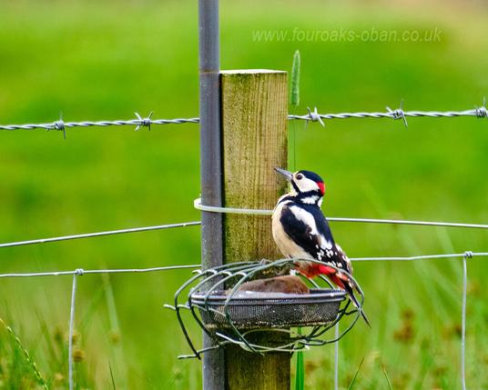 Woodpecker on garden feeder.