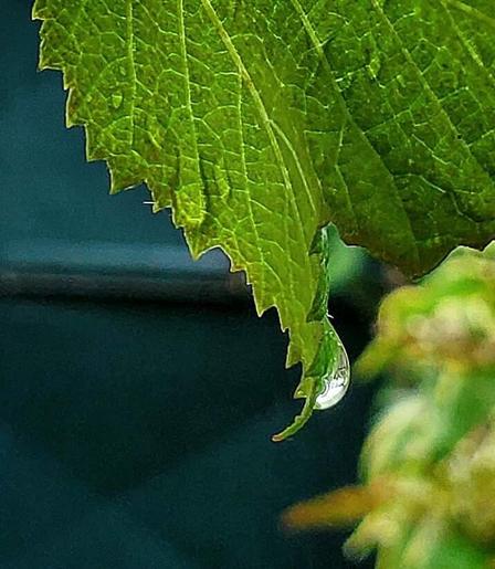 Close-up photo of a rain drop clinging to the side of a grape leaf.