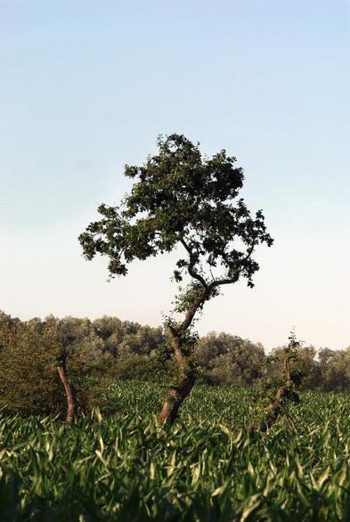 A digital colour photograph of one of my favourite gnarly trees I see on my walks in the countryside near my home.