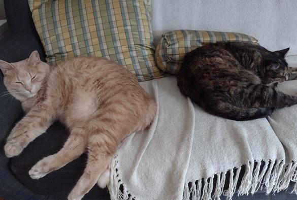 Beige tabby lies on his side with his head propped up on the couch arm. To the right, not too far away, a brown torbie is curled-up.