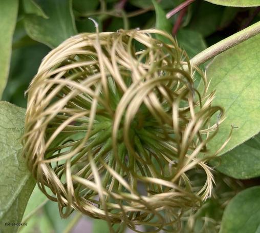 the tangled seed heads of the clematis Nelly Moser
