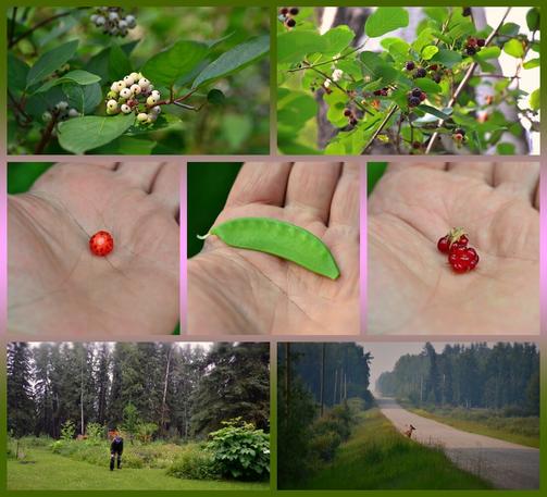 photo collage in 7 panels, framed in pink in centre, blending to medium warm green, top and bottom.
top left a near view of a green leafy shrub with clusters of white berres. Right: looking up at a tall shrub, undersides of green leaves and clusters of berries ranging from red to dark purple blue.
Centre: 3 partial views of the palm of a hand holding berries to eah side, and a small flat pea pod in centre.
Bottom left: some distance away,  an old guy  with pants tucked into rubber boots, with a cap and dark nylon jacket is bent over petting a black cat, with a large semi-circle of overgrown garden behind, and another smaller bed closer with one huge leafy plant in it. Farther back tall spruce and poplar trees look a bit misty with smoke and humidity haze.
Right: view of a gravel road with grass and shrubs and wetalnds to the sides, mixed forest farther away. Middle distance a deer is standing on hthe edge of the road by tall grass and forbs.