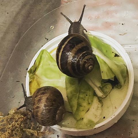 Two garden snails enjoying some Brussels sprouts.