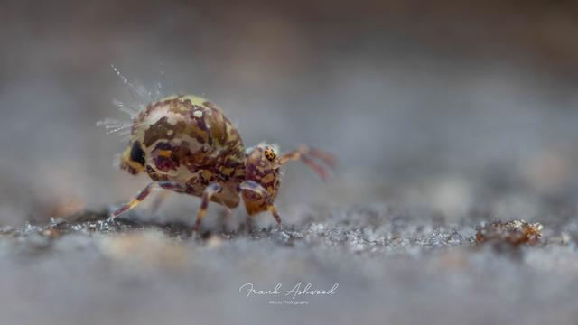A photograph of a brightly multicolour patterned globular springtail in profile.