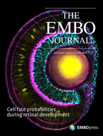 This cover highlights the article Deterministic and probabilistic fate decisions co‐exist in a single retinal lineage by Elisa Nerli, Caren Norden and colleagues. A combination of live imaging and stochastic modelling of single lineage decisions in the zebrafish retina reveals how different neuronal types arise in the correct proportions during development. The cover shows the retina at three days post‐fertilisation, when most neurons are formed and occupy different layers. The different layers are outlined with phalloidin staining in magenta, Muller glial cells are labelled in yellow and retinal ganglion cells in cyan. (Scientific image by the authors)