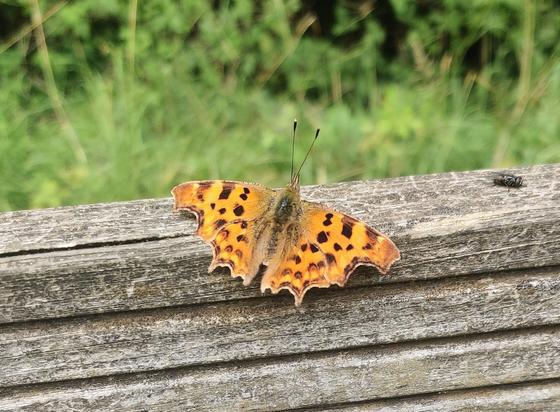 A butterfly resting on a bench in a field. I don't know what sort of butterfly.
