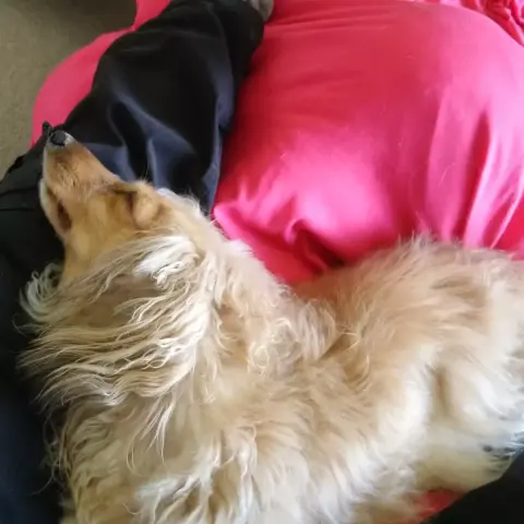 A cream miniature dachshund, sleeping, arching her neck over a human knee.