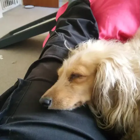 A cream miniature dachshund, sound asleep with her chin on a human thigh