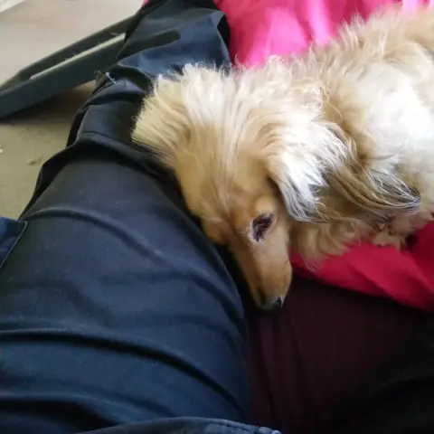 A cream miniature dachshund, trying to sleep, cuddled into an inner knee of a human