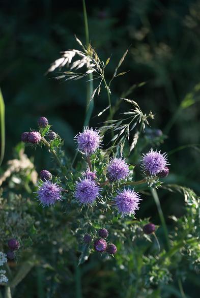 A colour digital photograph of a patch of Thistles in flower I found on my walk in the local countryside near my home